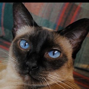 Meet your Posher, Austin